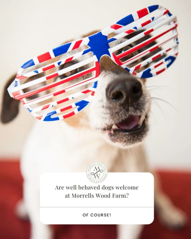 🏴󠁧󠁢󠁥󠁮󠁧󠁿 #HappyStGeorgesDay from Derek, Sue, Jean, Carys and Mollie at #MorrellsWoodFarm