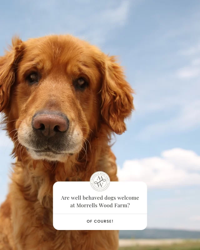 👉🏼 If you're planning a getaway and can't bear to leave your furry friend behind, Morrells Wood Farm might be the perfect destination. Nestled in the serene countryside, this charming farm not only offers a picturesque escape but also warmly welcomes well-behaved dogs 🐶 into some of its properties.  Yes, that's right - at Morrells Wood Farm, pet lovers can relax knowing their canine companions are part of the adventure. The farm provides a selection of properties where dogs are welcome, ensuring that your four-legged family members can enjoy the holiday as much as you do.  The farm offers dog-friendly 🐾 properties that cater to the needs of both humans and animals. You and your pet can unwind in a comfortable setting after a day of exploring, and beyond the farm, the surrounding area boasts dog-friendly attractions and activities, ensuring there's always something new to explore.  🦴 Tips for a successful stay with your canine companion! 
⦁ Remember to bring your dog's favourite toys, bedding, and food to ensure they feel at home.
⦁ Respect property rules and be sure to adhere to the farm's guidelines regarding pets, such as keeping dogs on a leash when required and cleaning up after them.
⦁ Take advantage of the farm's location by planning excursions that both you and your pet will enjoy, whether it's a hike through the countryside or a visit to a nearby dog-friendly café.  Morrells Wood Farm offers a unique opportunity for dog owners to enjoy a staycation without leaving their beloved pets behind. With its welcoming atmosphere and beautiful surroundings, it promises a memorable experience for both you and your furry friend.