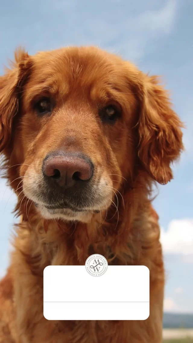 👉🏼 If you're planning a getaway and can't bear to leave your furry friend behind, Morrells Wood Farm might be the perfect destination. Nestled in the serene countryside, this charming farm not only offers a picturesque escape but also warmly welcomes well-behaved dogs 🐶 into some of its properties.  Yes, that's right - at Morrells Wood Farm, pet lovers can relax knowing their canine companions are part of the adventure. The farm provides a selection of properties where dogs are welcome, ensuring that your four-legged family members can enjoy the holiday as much as you do.  The farm offers dog-friendly 🐾 properties that cater to the needs of both humans and animals. You and your pet can unwind in a comfortable setting after a day of exploring, and beyond the farm, the surrounding area boasts dog-friendly attractions and activities, ensuring there's always something new to explore.  🦴 Tips for a successful stay with your canine companion! 
⦁ Remember to bring your dog's favourite toys, bedding, and food to ensure they feel at home.
⦁ Respect property rules and be sure to adhere to the farm's guidelines regarding pets, such as keeping dogs on a leash when required and cleaning up after them.
⦁ Take advantage of the farm's location by planning excursions that both you and your pet will enjoy, whether it's a hike through the countryside or a visit to a nearby dog-friendly café.  Morrells Wood Farm offers a unique opportunity for dog owners to enjoy a staycation without leaving their beloved pets behind. With its welcoming atmosphere and beautiful surroundings, it promises a memorable experience for both you and your furry friend.