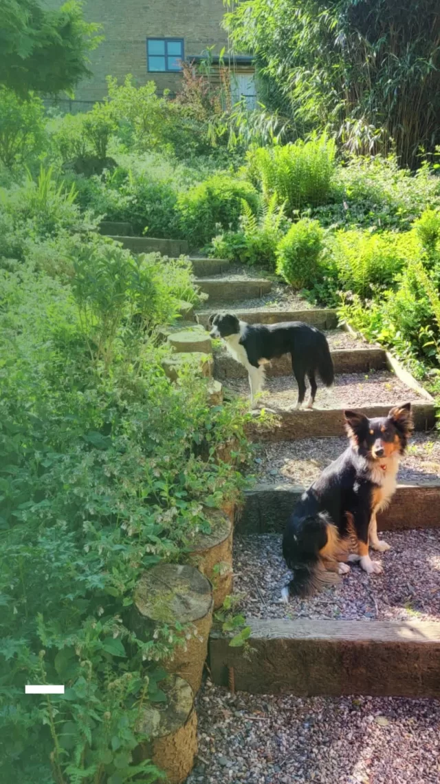 👉🏼 Every day is 'Take Your Dog To Work Day' here at Morrells Wood Farm... and many businesses are sure to have staff and their favourite four-legged friends in the office today!  Sadly, this isn't always the case when you go on holiday... Finding accommodation which not only accepts but openly welcomes well behaved dogs isn't always easy, but not at Morrells Wood Farm!  So, if you're planning a getaway and can't bear to leave your furry friend behind, Morrells Wood Farm might be the perfect destination. Nestled in the serene countryside, this charming farm not only offers a picturesque escape but also warmly welcomes well-behaved dogs 🐶 into some of its properties.  Yes, that's right - at Morrells Wood Farm, pet lovers can relax knowing their canine companions are part of the adventure. The farm provides a selection of properties where dogs are welcome, ensuring that your four-legged family members can enjoy the holiday as much as you do, catering to the needs of both humans and animals. You and your pet can unwind in a comfortable setting after a day of exploring, and beyond the farm, the surrounding area boasts dog-friendly attractions and activities, ensuring there's always something new to explore.  🦴 Tips for a successful stay with your canine companion! 
⦁ Remember to bring your dog's favourite toys, bedding, and food to ensure they feel at home.
⦁ Respect property rules and be sure to adhere to the farm's guidelines regarding pets, such as keeping dogs on a leash when required and cleaning up after them.
⦁ Take advantage of the farm's location by planning excursions that both you and your pet will enjoy, whether it's a hike through the countryside or a visit to a nearby dog-friendly café.  Morrells Wood Farm offers a unique opportunity for dog owners to enjoy a holiday without leaving their beloved pets behind. With its welcoming atmosphere and beautiful surroundings, it promises a memorable experience for both you and your furry friend.