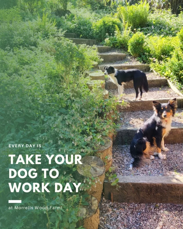 👉🏼 Every day is 'Take Your Dog To Work Day' here at Morrells Wood Farm... and many businesses are sure to have staff and their favourite four-legged friends in the office today!  Sadly, this isn't always the case when you go on holiday... Finding accommodation which not only accepts but openly welcomes well behaved dogs isn't always easy, but not at Morrells Wood Farm!  So, if you're planning a getaway and can't bear to leave your furry friend behind, Morrells Wood Farm might be the perfect destination. Nestled in the serene countryside, this charming farm not only offers a picturesque escape but also warmly welcomes well-behaved dogs 🐶 into some of its properties.  Yes, that's right - at Morrells Wood Farm, pet lovers can relax knowing their canine companions are part of the adventure. The farm provides a selection of properties where dogs are welcome, ensuring that your four-legged family members can enjoy the holiday as much as you do, catering to the needs of both humans and animals. You and your pet can unwind in a comfortable setting after a day of exploring, and beyond the farm, the surrounding area boasts dog-friendly attractions and activities, ensuring there's always something new to explore.  🦴 Tips for a successful stay with your canine companion! 
⦁ Remember to bring your dog's favourite toys, bedding, and food to ensure they feel at home.
⦁ Respect property rules and be sure to adhere to the farm's guidelines regarding pets, such as keeping dogs on a leash when required and cleaning up after them.
⦁ Take advantage of the farm's location by planning excursions that both you and your pet will enjoy, whether it's a hike through the countryside or a visit to a nearby dog-friendly café.  Morrells Wood Farm offers a unique opportunity for dog owners to enjoy a holiday without leaving their beloved pets behind. With its welcoming atmosphere and beautiful surroundings, it promises a memorable experience for both you and your furry friend.
